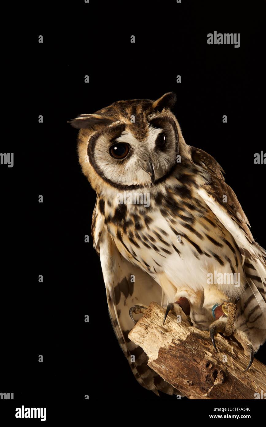 Striped owl facing front Stock Photo