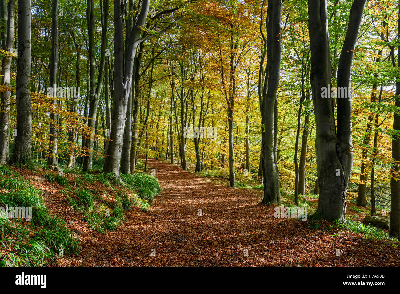 Woodland Path in Autumn Stock Photo