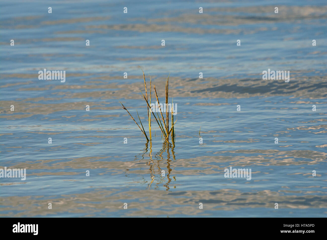 Cordgrass, Spartina alterniflora, protruding out of water at high tide in Morecambe Bay, Lancashire, UK Stock Photo