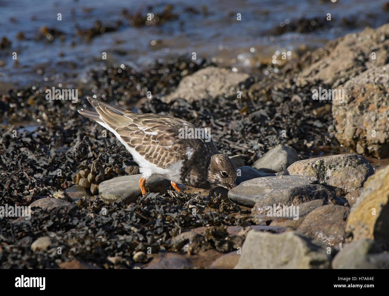 Ruddy Turnstone, Arenaria interpres, juvenile turning over small stone on pebbly beach, Knott End on Sea, Lancashire, England Stock Photo