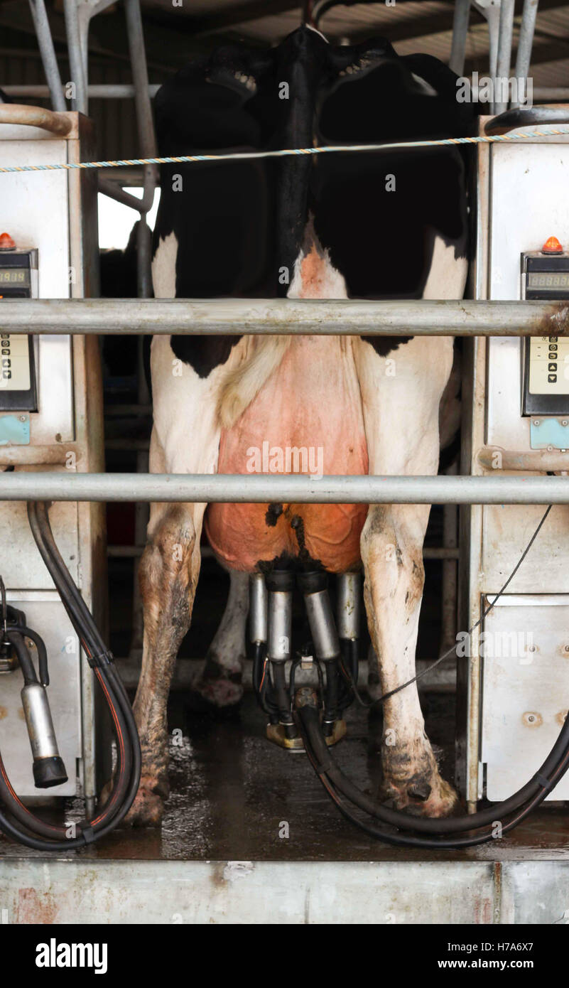 Cattle farmer milking hires stock photography and images Alamy
