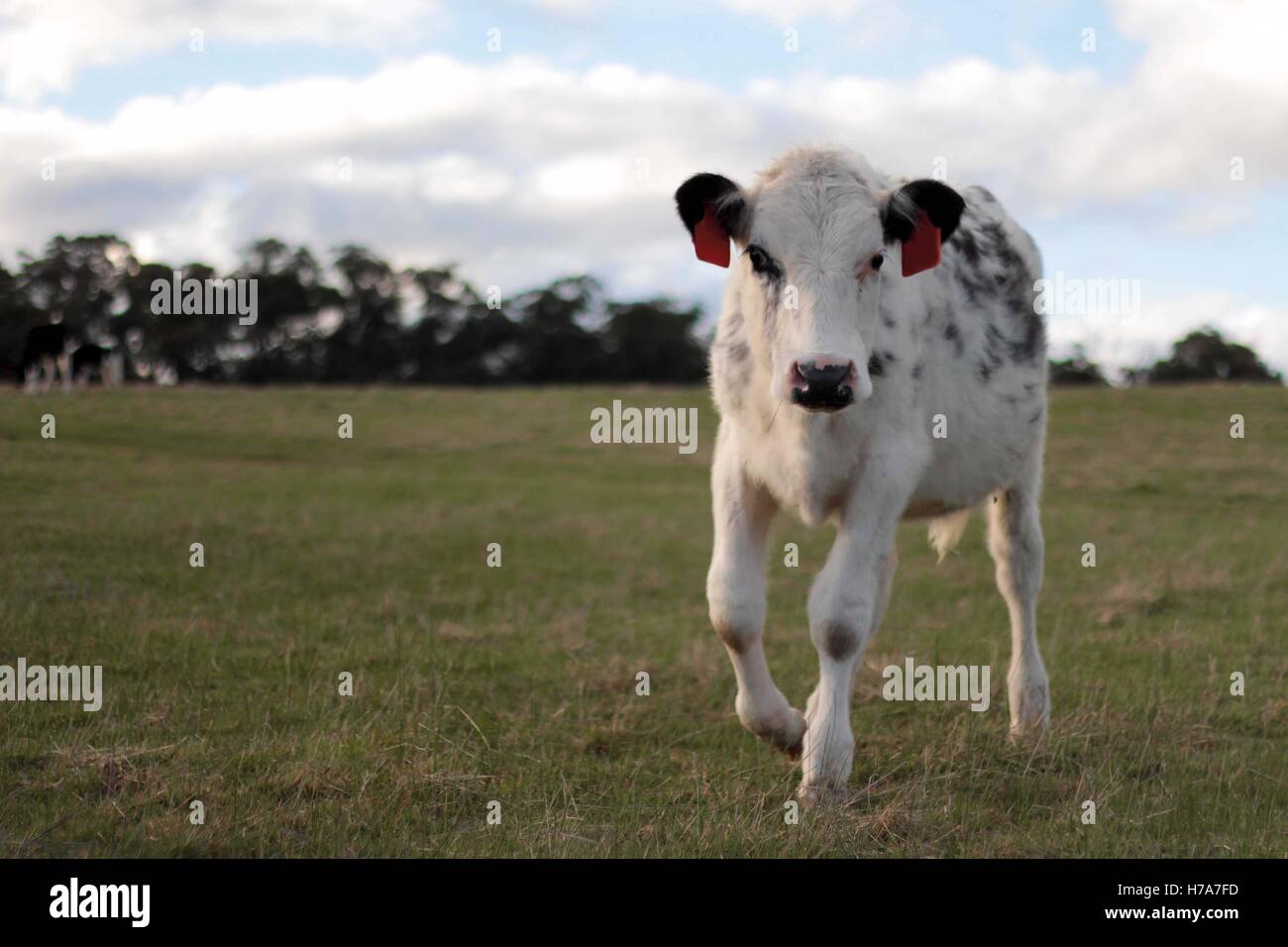 Black and white spotted cow on farm walking towards camera, looking at