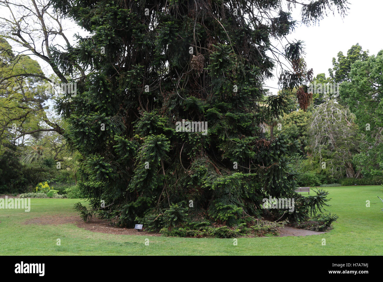 A bunya bunya pine (Araucaria bidwillii) tree in the Royal Botanic Gardens in Melbourne. Stock Photo
