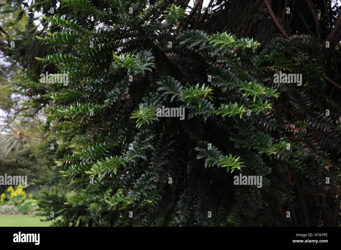 A bunya bunya pine (Araucaria bidwillii) tree in the Royal Botanic Gardens in Melbourne. Stock Photo