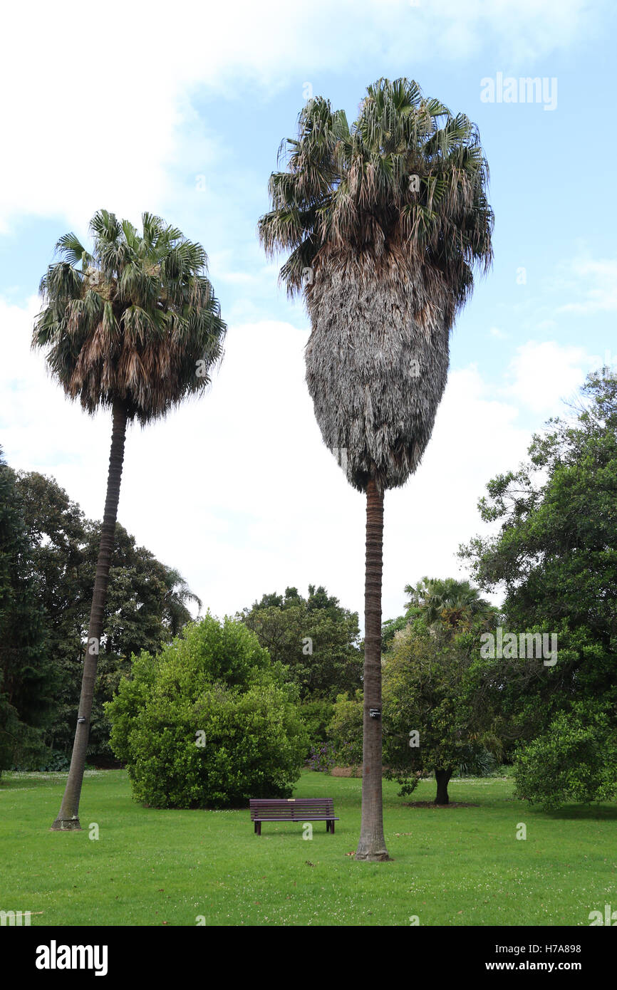 The Guilfoyle Lawn area of the Royal Botanic Gardens in Melbourne. Stock Photo