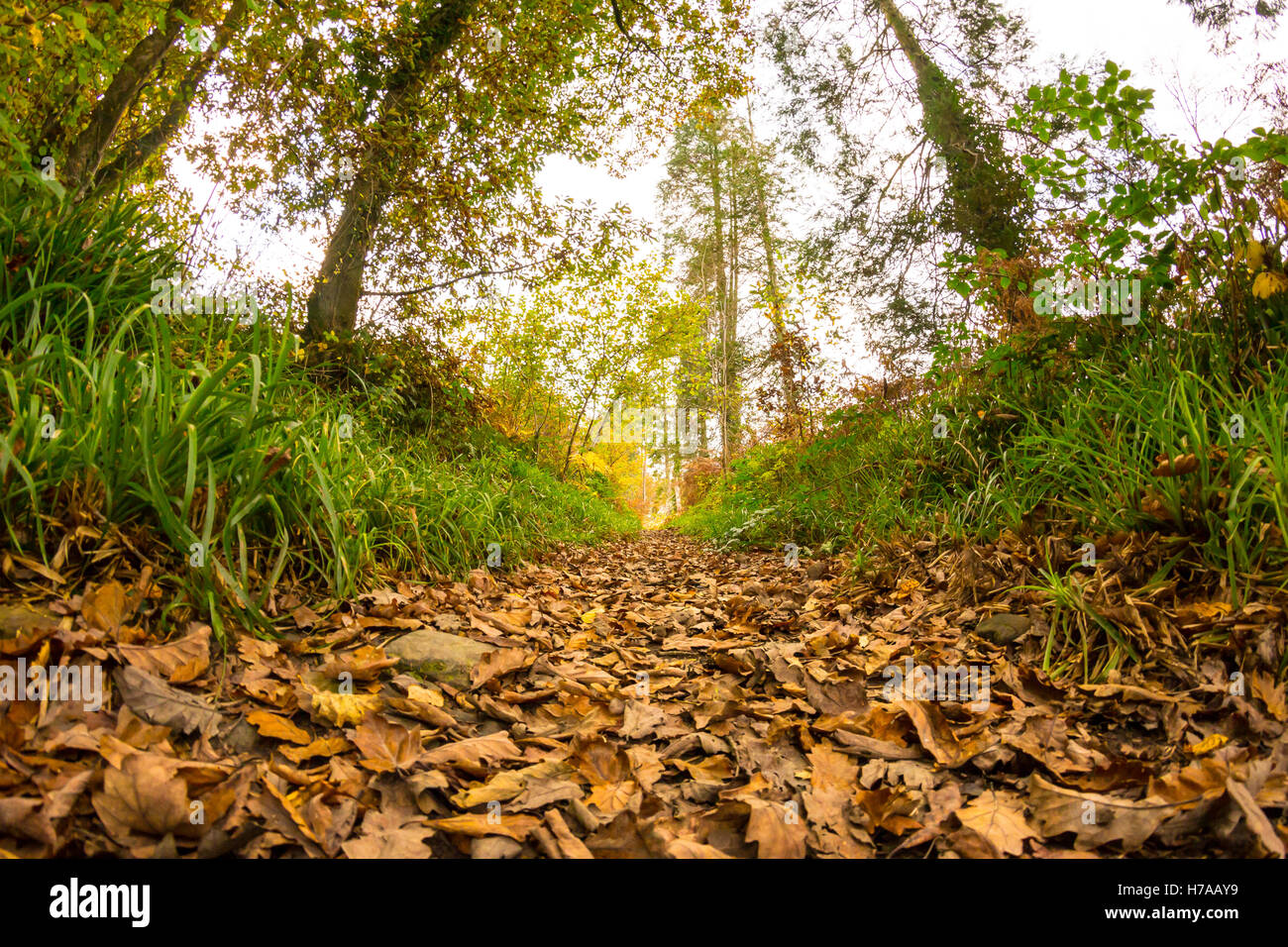 Autumn Leaves in the Woods Stock Photo - Alamy