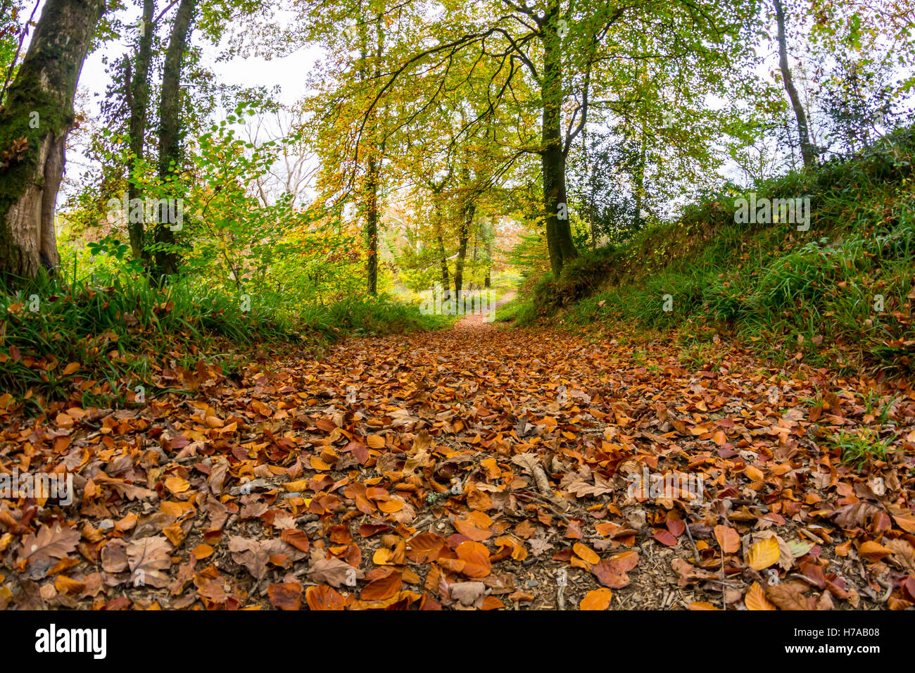 Autumn Leaves in the Woods Stock Photo - Alamy