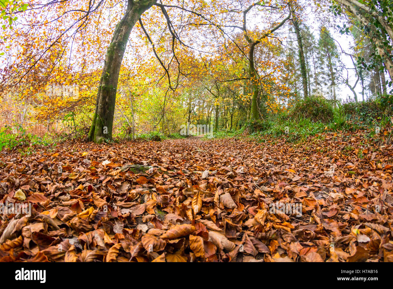 Autumn Leaves in the Woods Stock Photo - Alamy