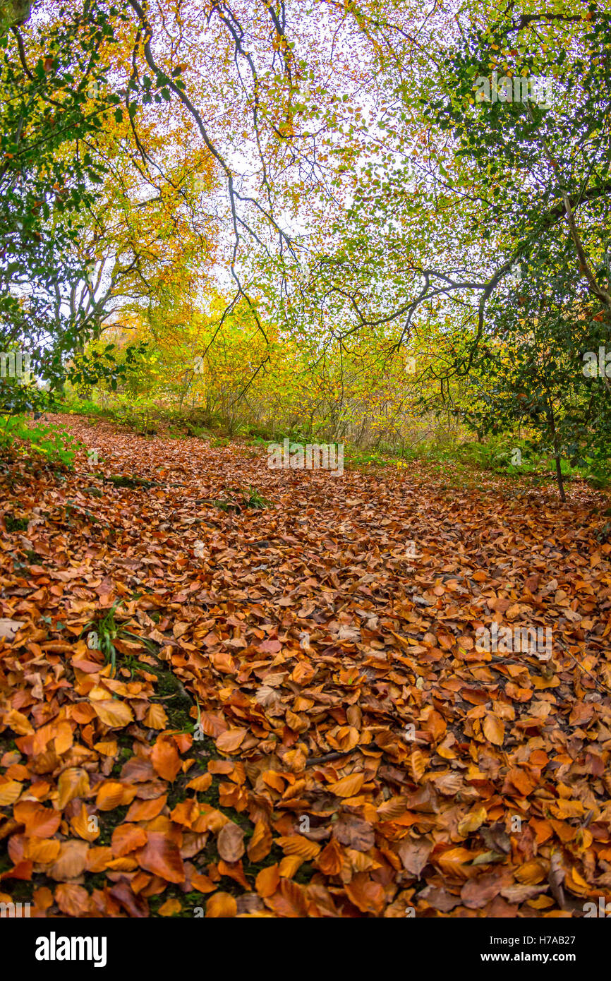 Autumn Leaves in the Woods Stock Photo - Alamy