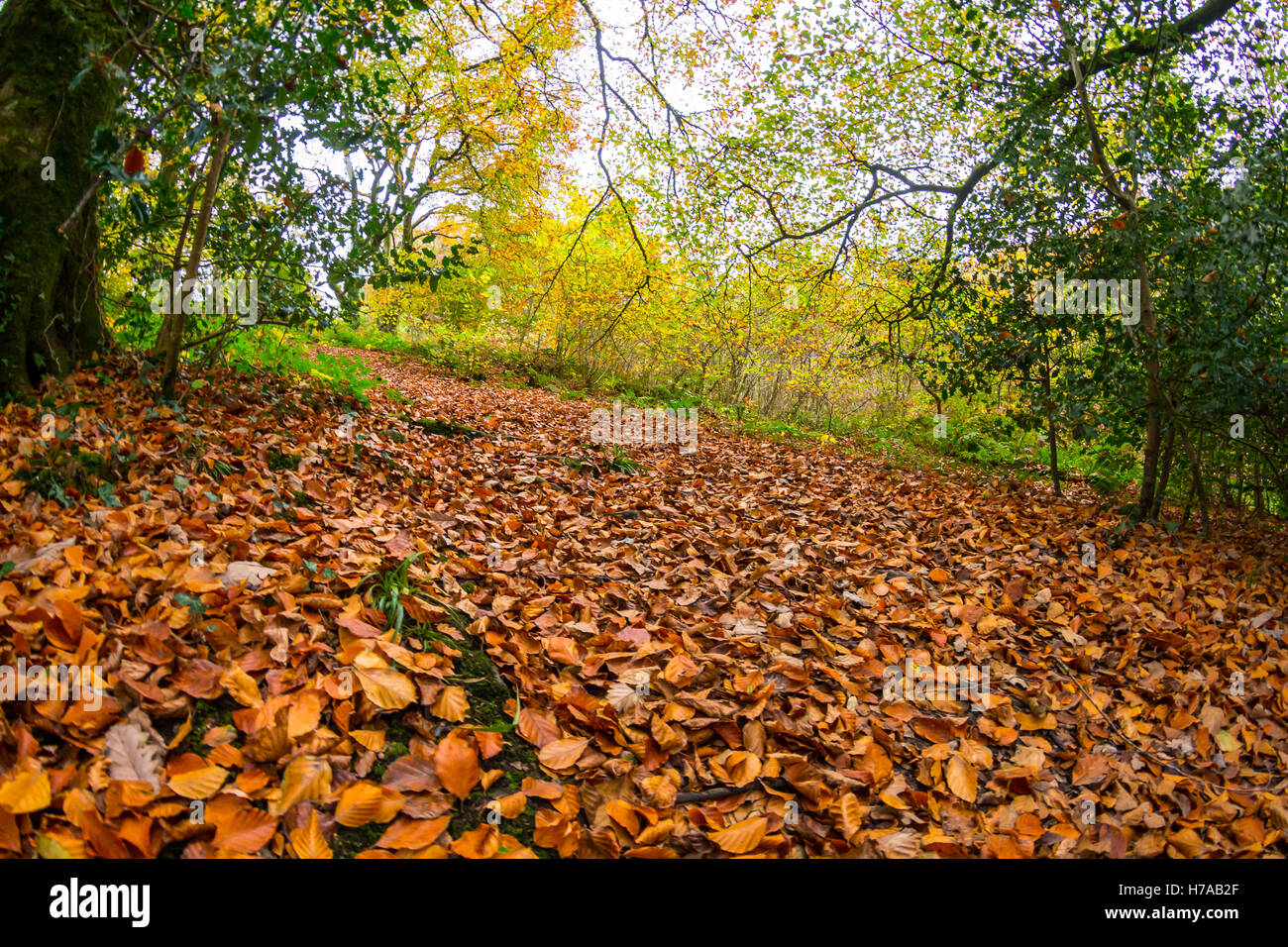 Autumn Leaves in the Woods Stock Photo - Alamy