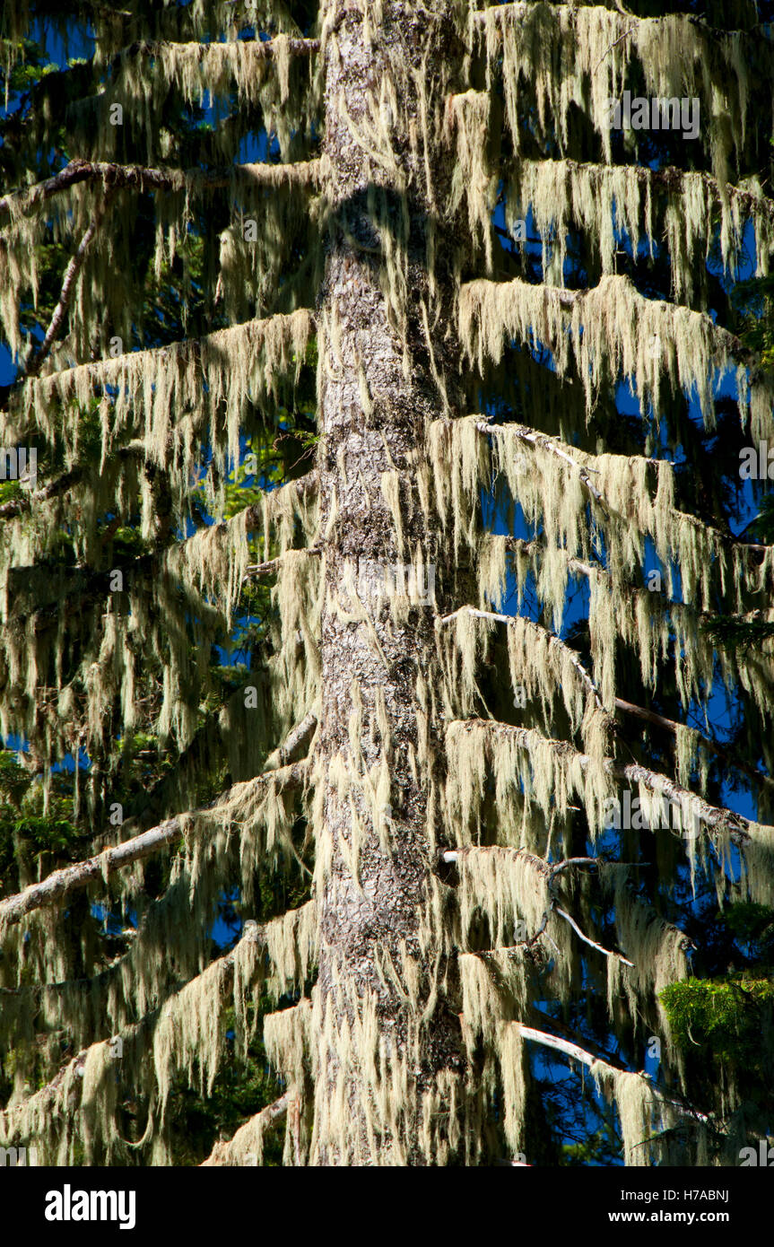 Pacific silver fir, Santiam Pass-McKenzie Pass National Scenic Byway, Willamette National Forest, Oregon Stock Photo