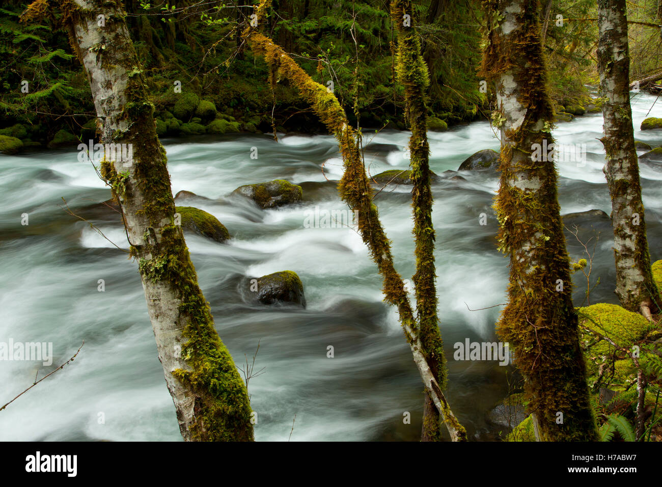 French Pete Creek along French Pete Creek Trail, Three Sisters