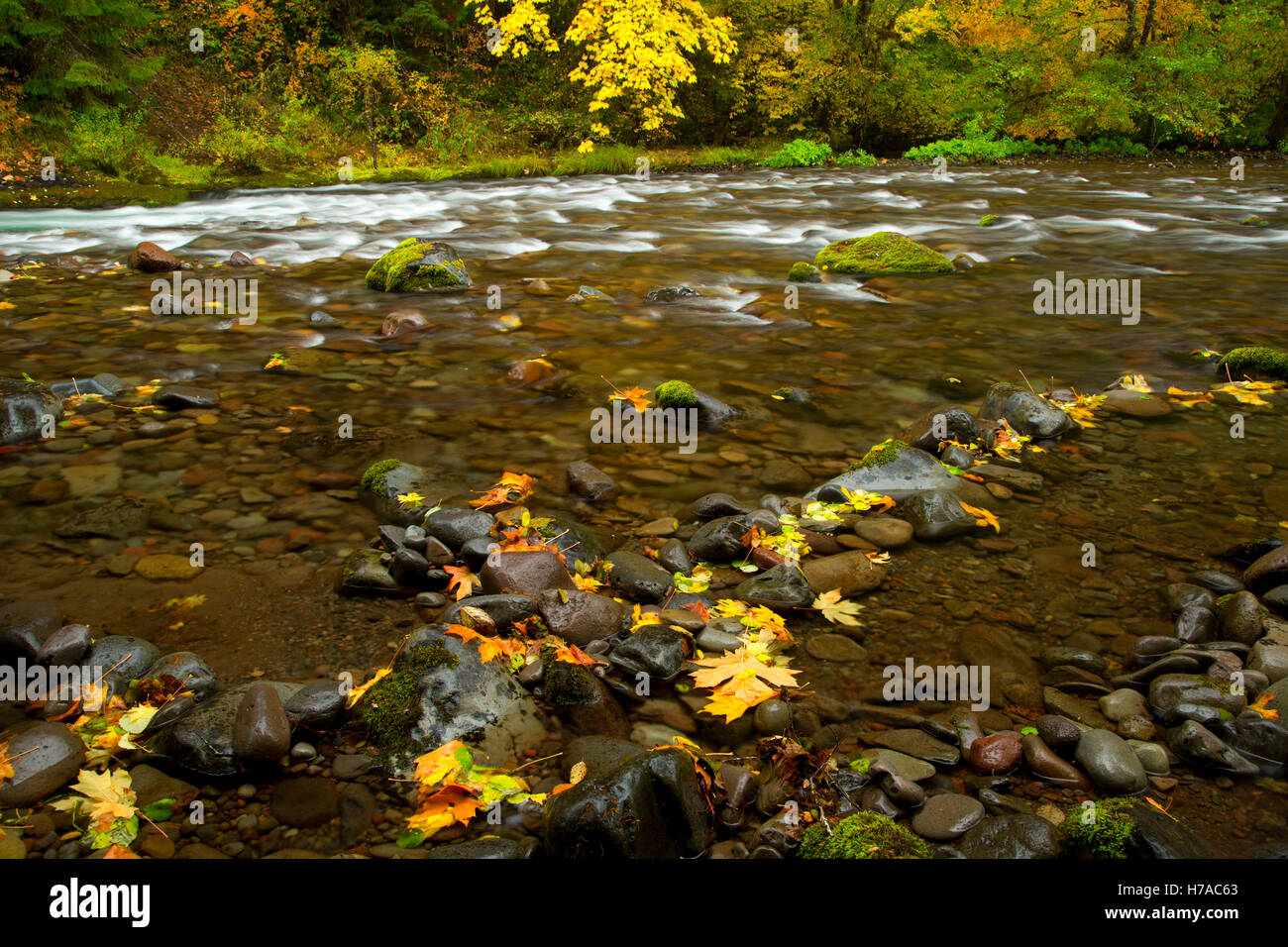 North Fork of the Middle Fork Willamette Wild and Scenic River