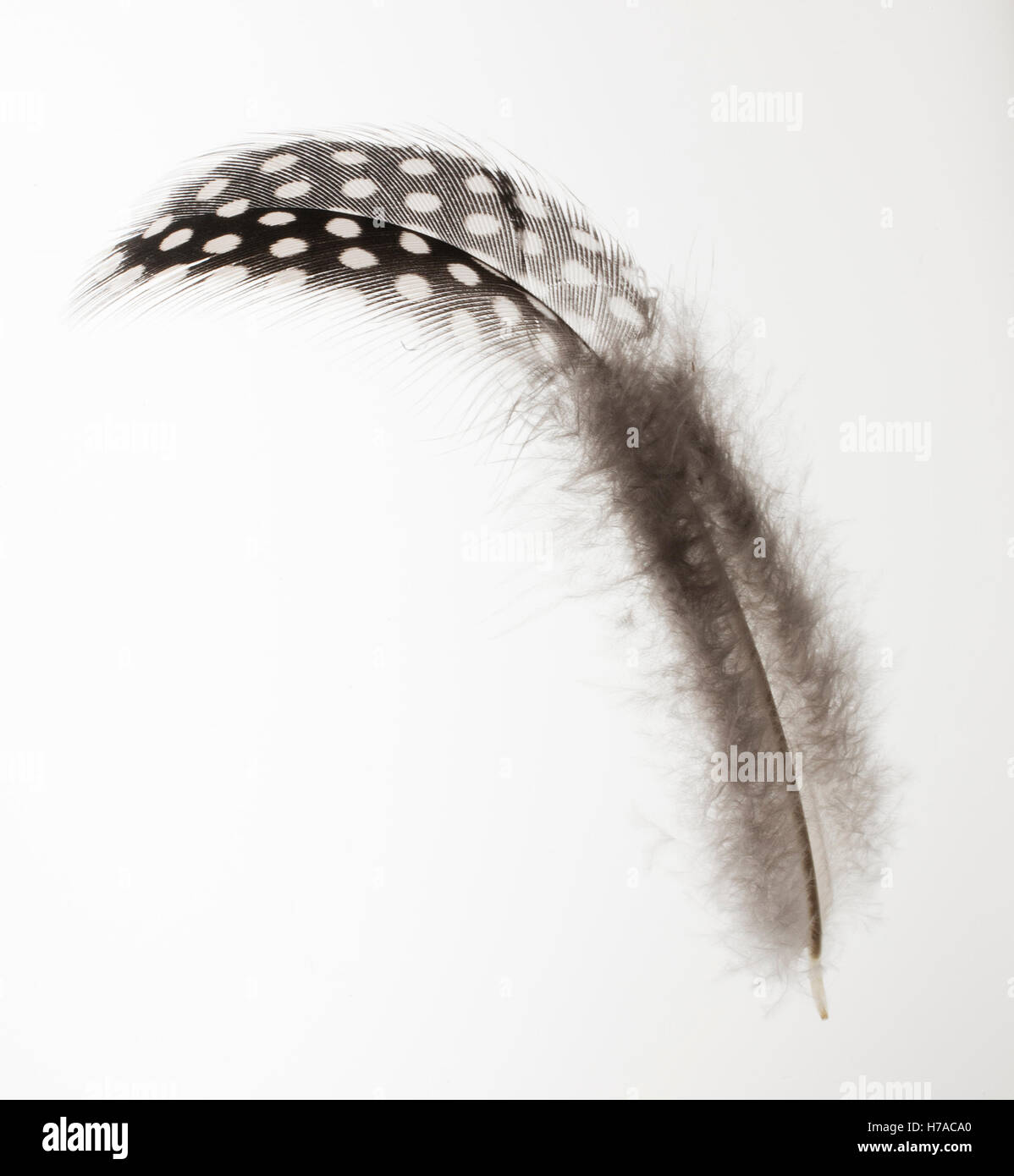Black feather with white dots hires stock photography and images Alamy