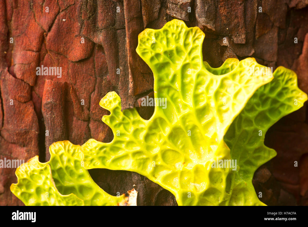 Lettuce lichen, Diamond Drive, Willamette National Forest, Oregon Stock Photo