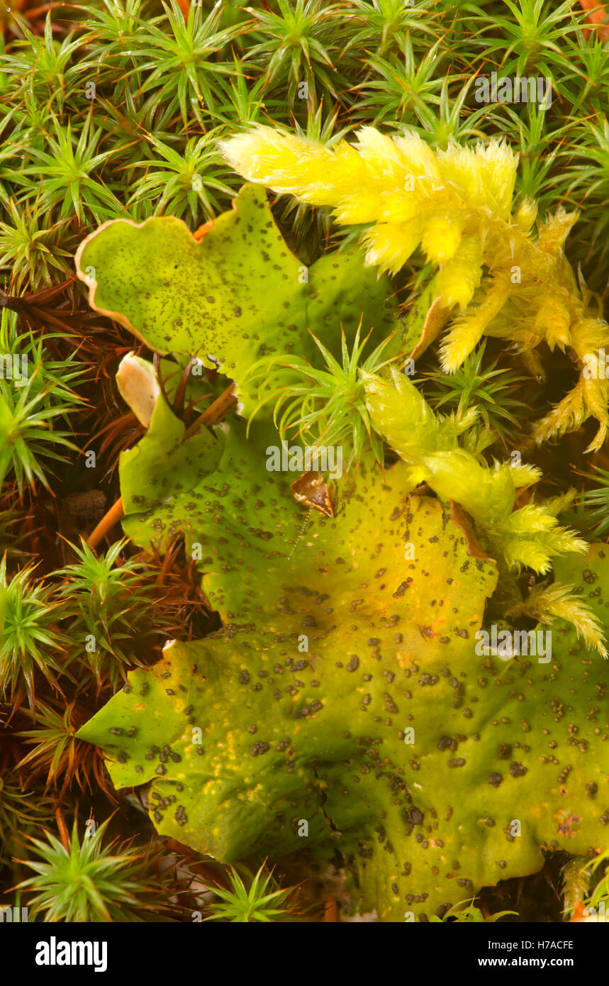 Lettuce lichen, Diamond Drive, Willamette National Forest, Oregon Stock Photo