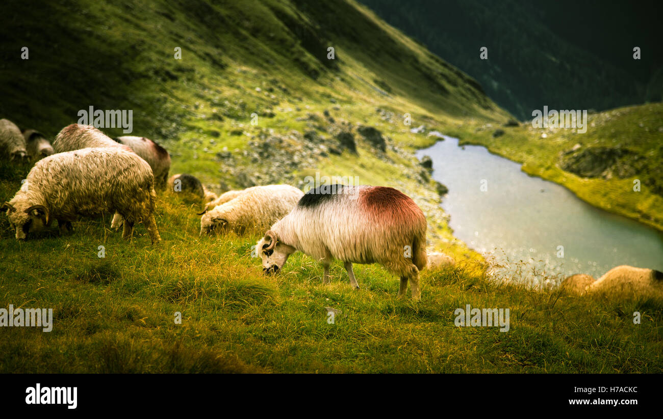 Sheep grazing in Carpathian mountains Stock Photo - Alamy