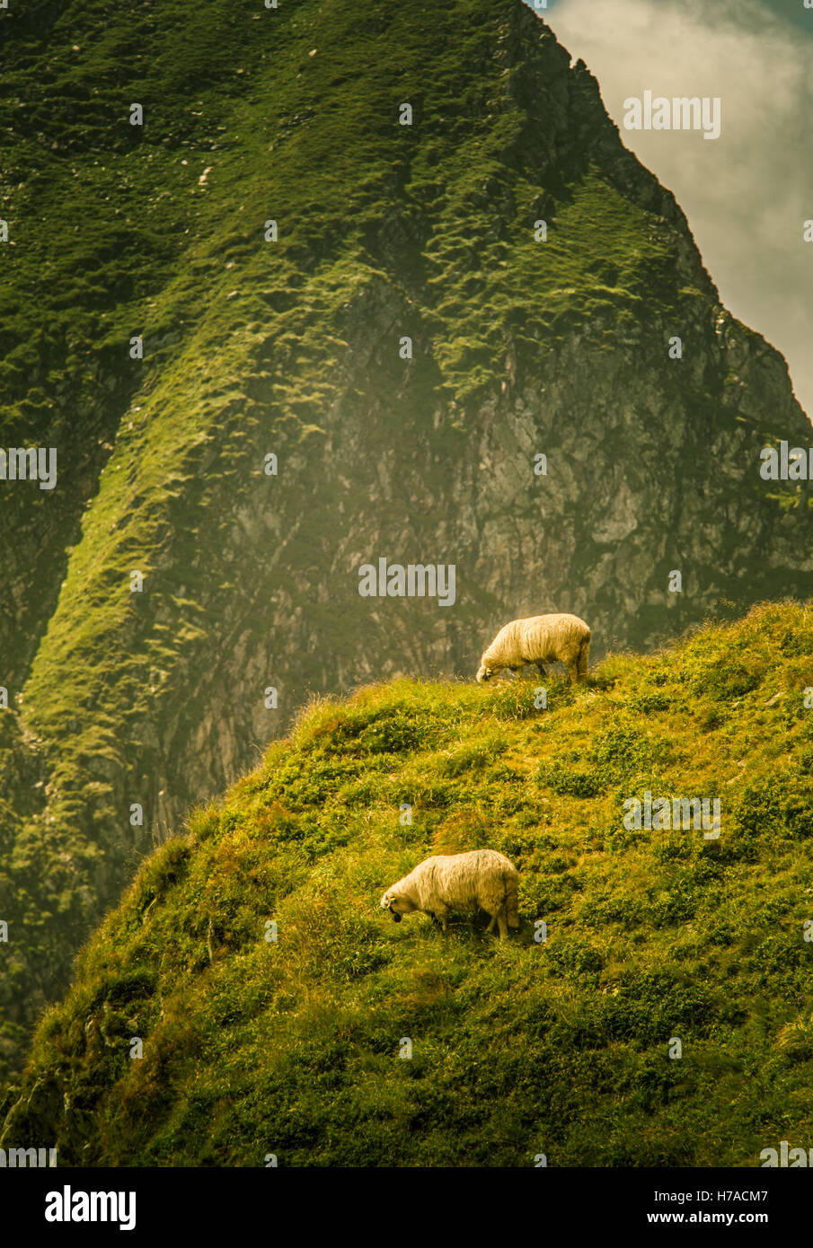 Sheep grazing in Carpathian mountains Stock Photo - Alamy