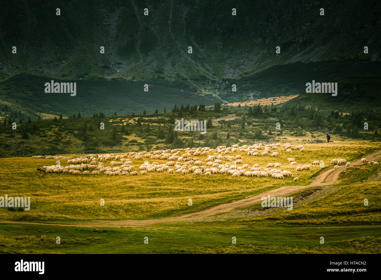Sheep grazing in Carpathian mountains Stock Photo - Alamy