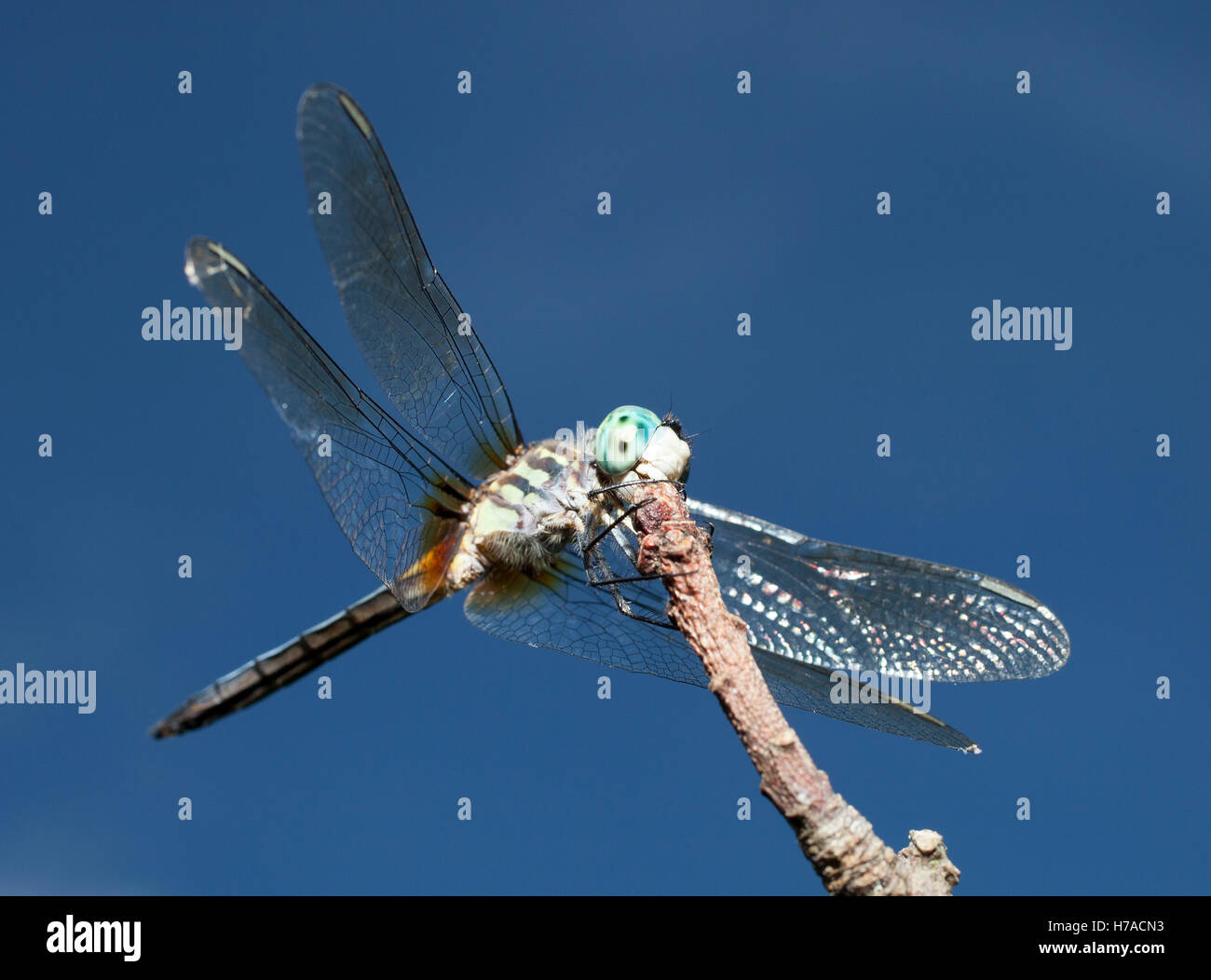 Blue eyed dragonfly that is resting on a stick Stock Photo - Alamy