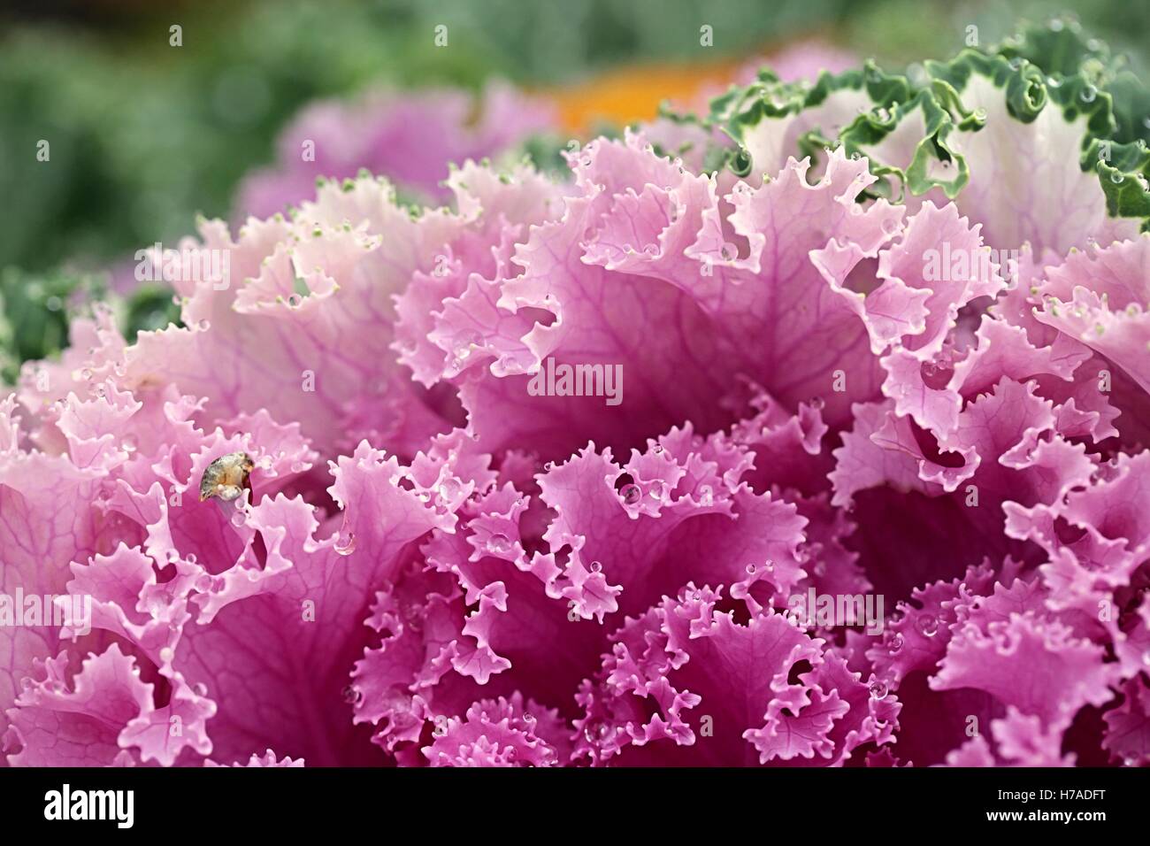 Ornamental Cabbage, Brassica Oleracea Stock Photo - Alamy