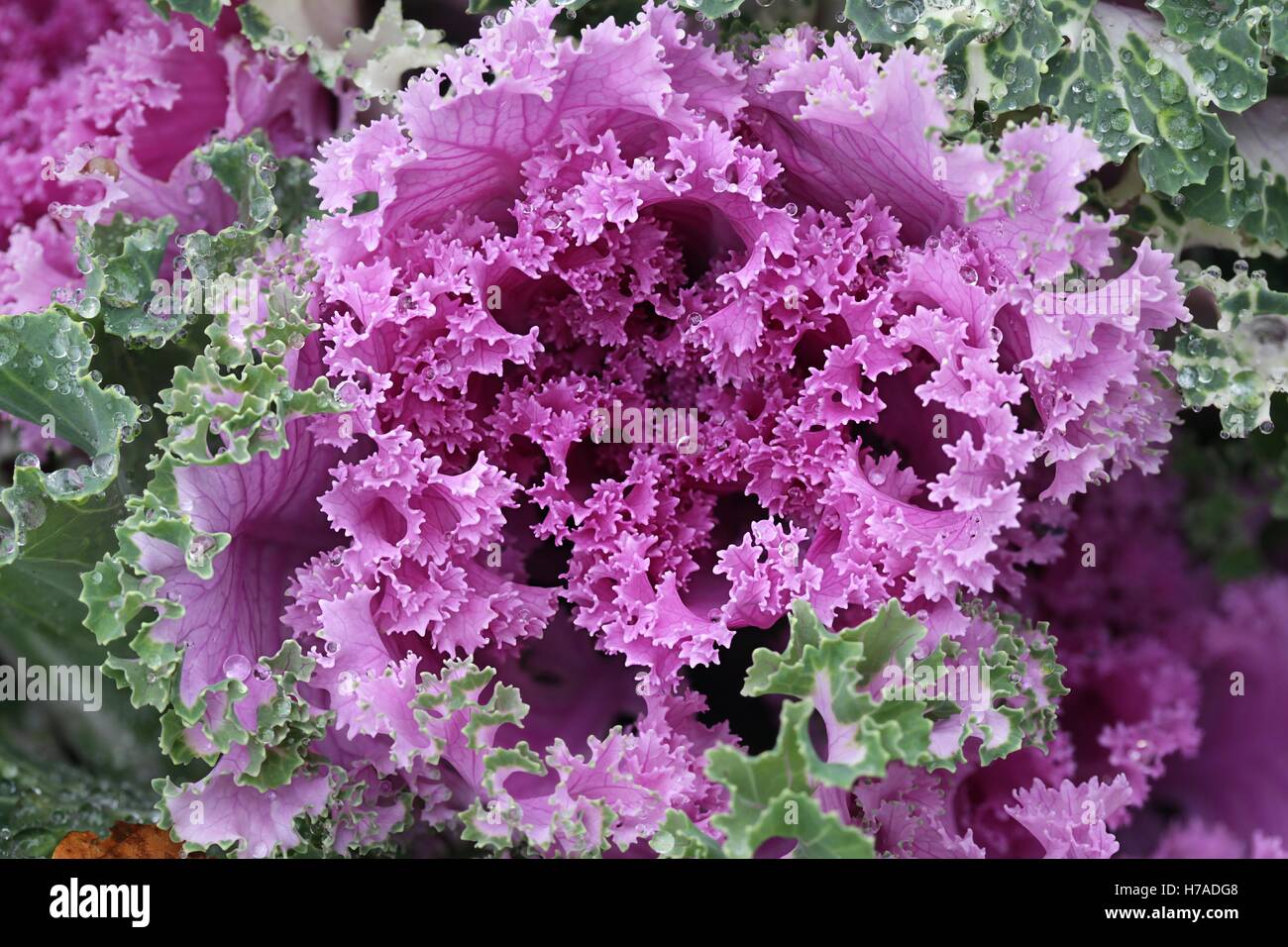 Ornamental cabbage, Brassica oleracea Stock Photo Alamy