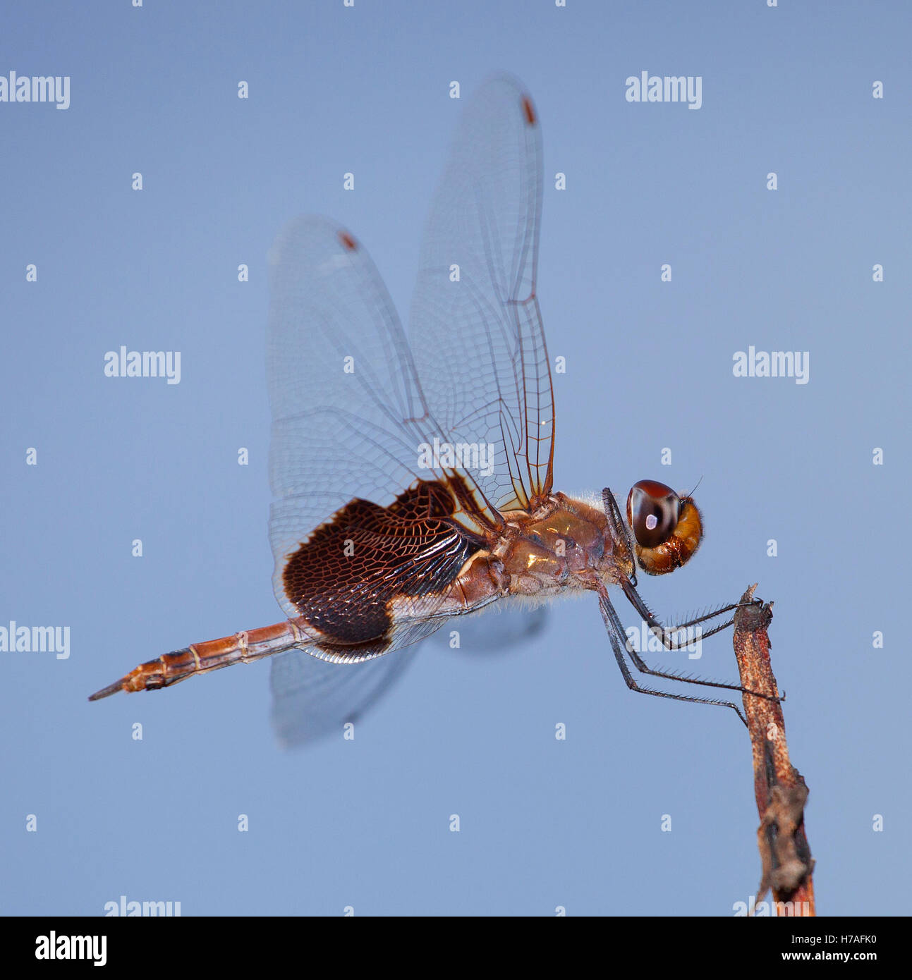 Brown and orange dragonfly on a branch with the sky behind Stock Photo
