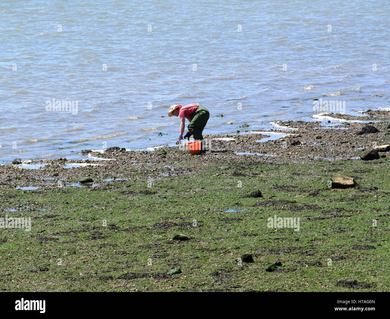 Man digging for fishing bait at Weston Shore, Woolston, Southampton, Hampshire, UK Stock Photo