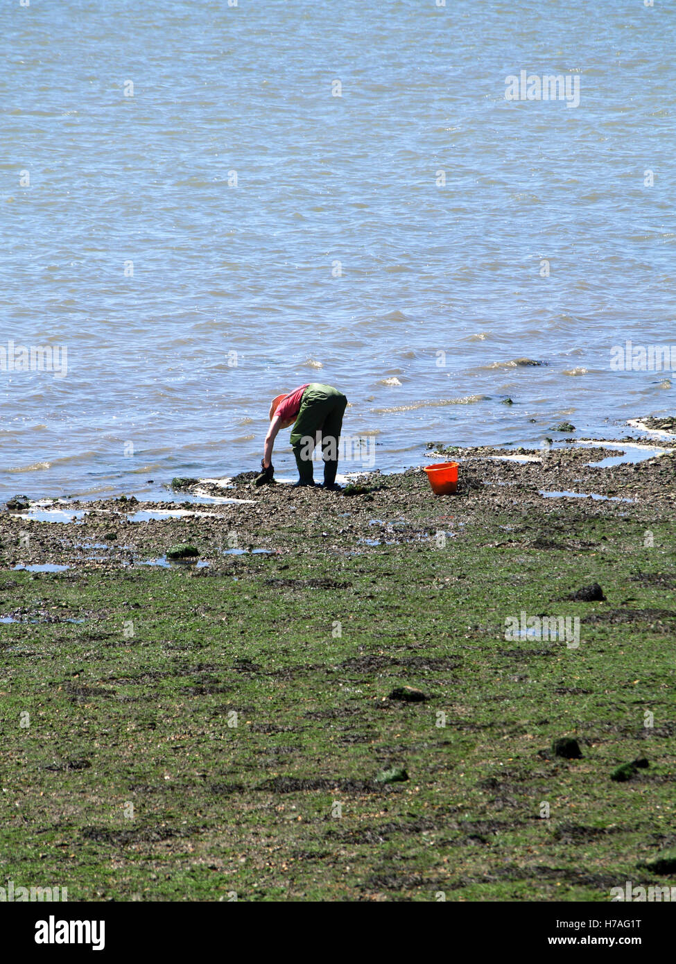 Man digging for fishing bait at Weston Shore, Woolston, Southampton, Hampshire, UK Stock Photo