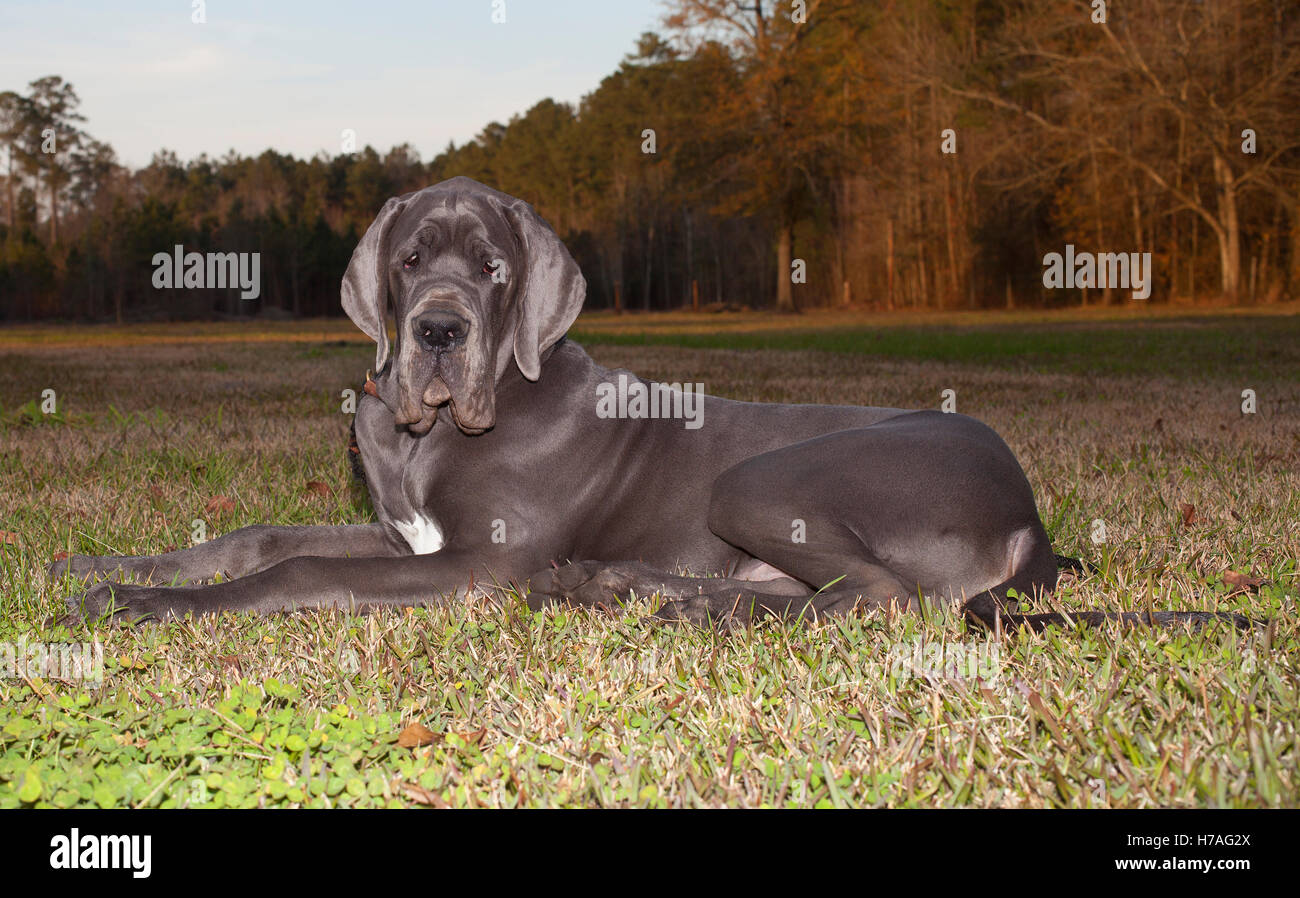 White and black great dane dog hi-res stock photography and images - Page 3  - Alamy