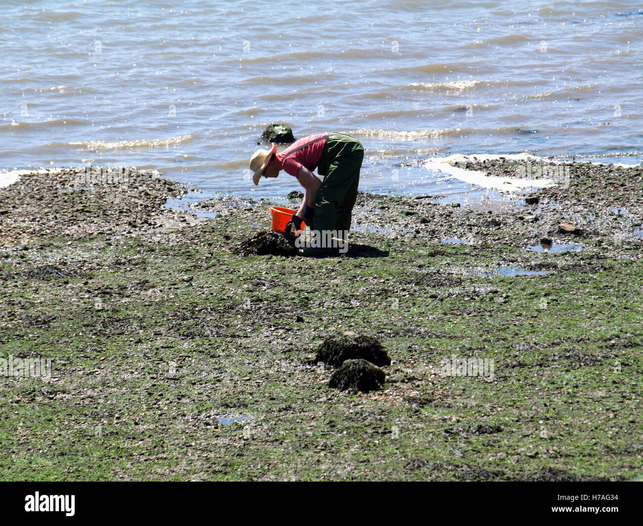 Man digging for fishing bait at Weston Shore, Woolston, Southampton, Hampshire, UK Stock Photo