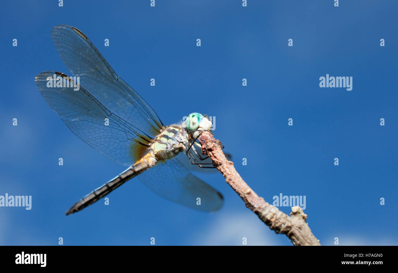 Dragonfly with blue eyes on the top of a stick Stock Photo - Alamy