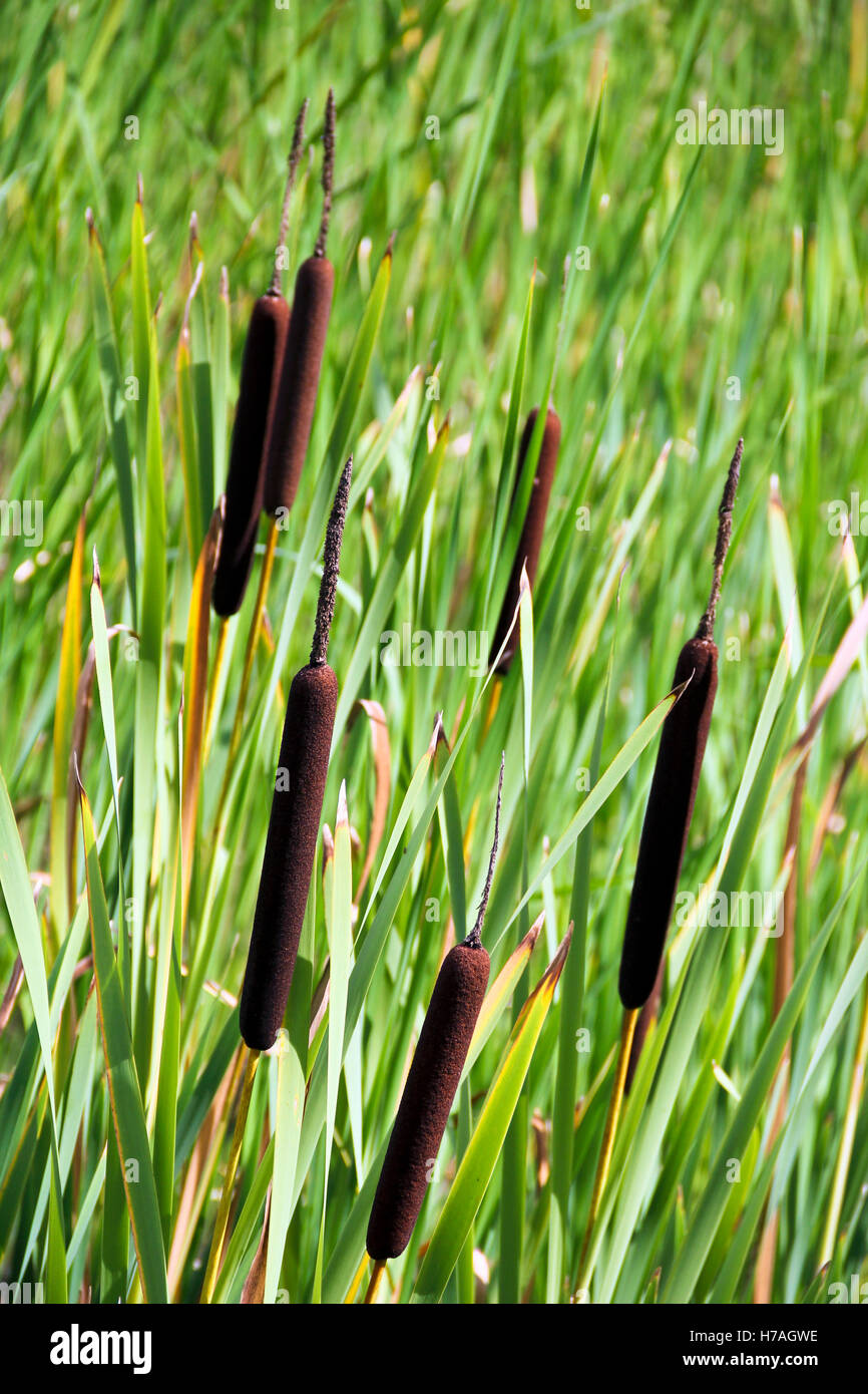 Bulrushes (Typha latifolia) near a lake edge Stock Photo