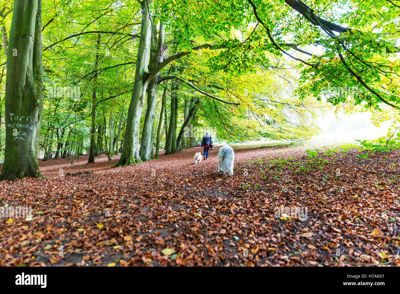 Dog walking dogs through woods trees forest walk walking pet dogs off lead dog walk in autumn UK England GB Stock Photo