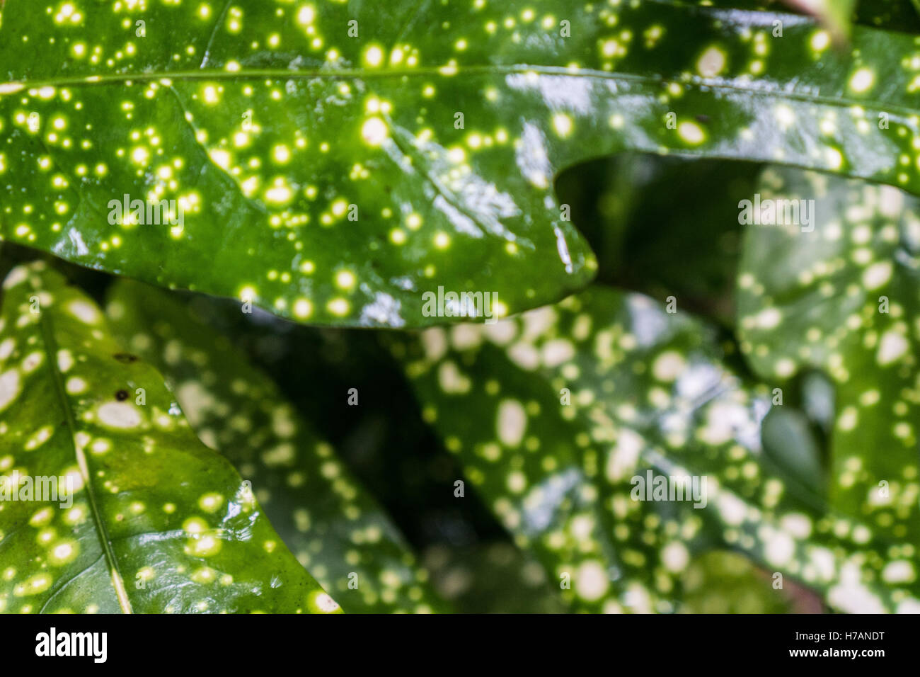 Closeup of green leaves with white dots background abstract Stock Photo ...