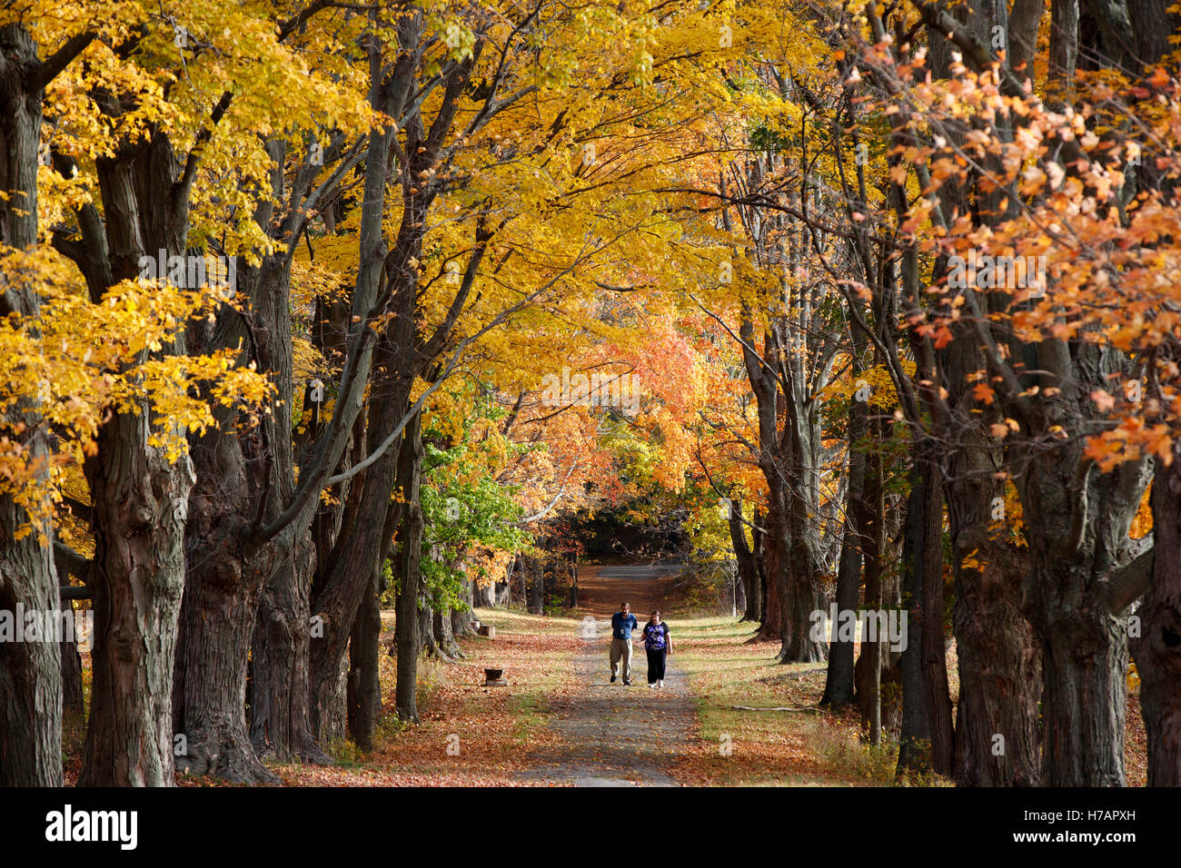 Fall foliage, Milton, Massachusetts Stock Photo
