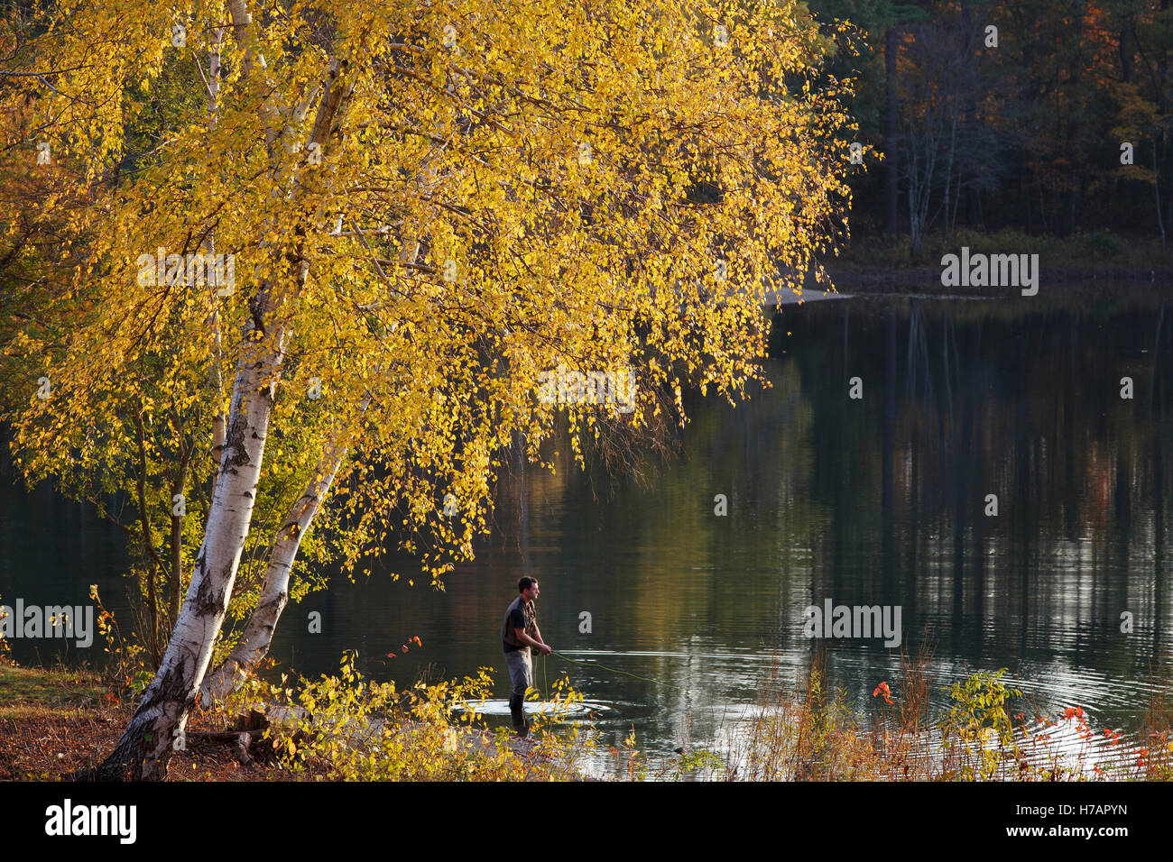 Man fly fishing, Houghton's Pond, Milton, Massachusetts Stock Photo