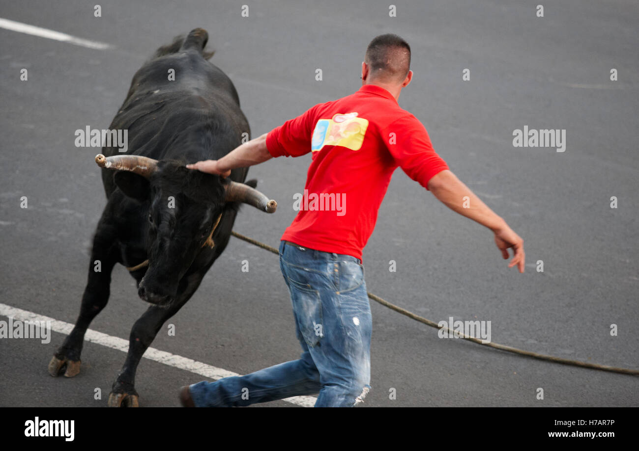 Man running behind a bull. Tourada a corda. Terceira. Azores. Horizontal Stock Photo