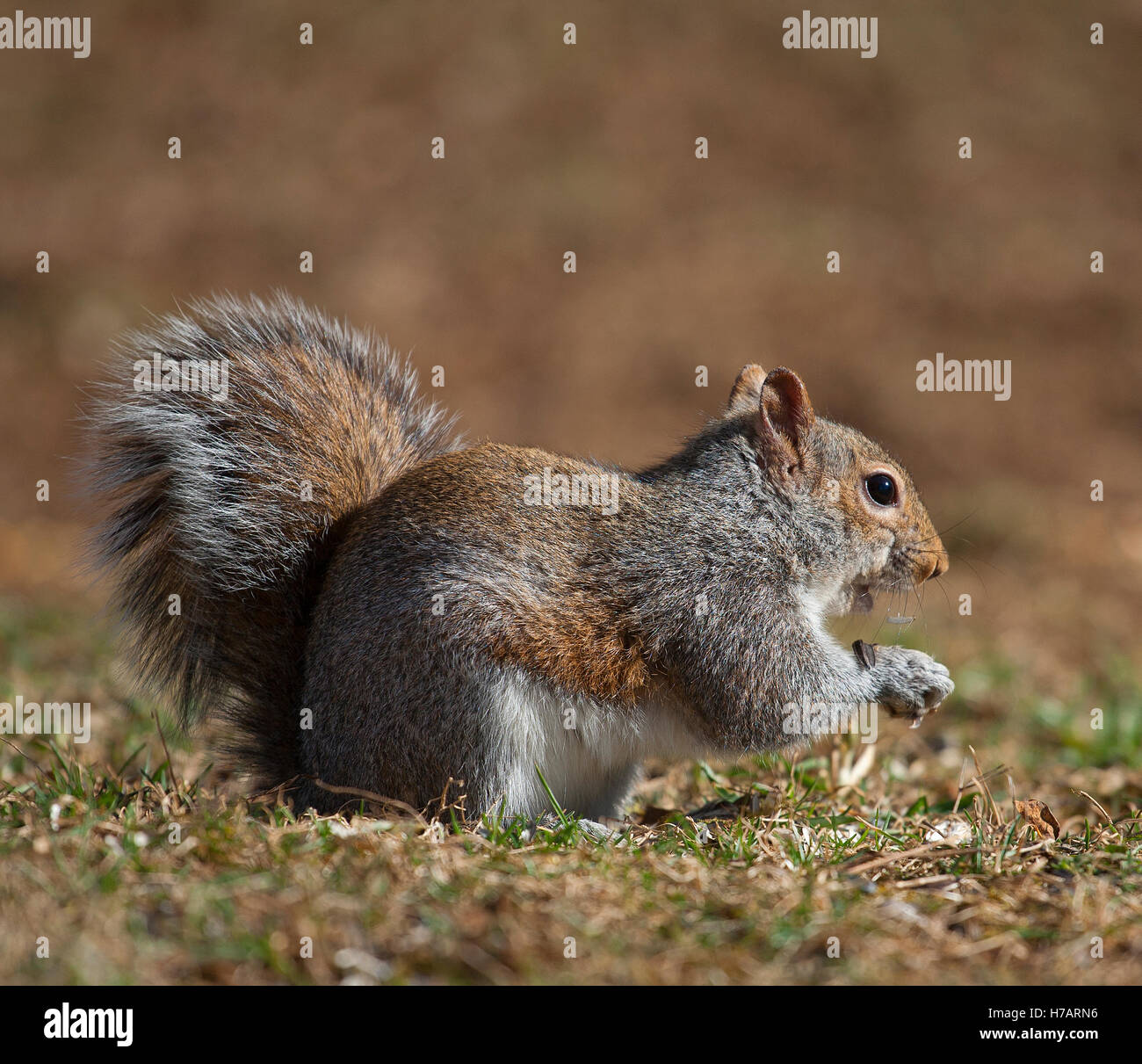 Tree squirrel that is on the ground eating sunflower seeds Stock Photo