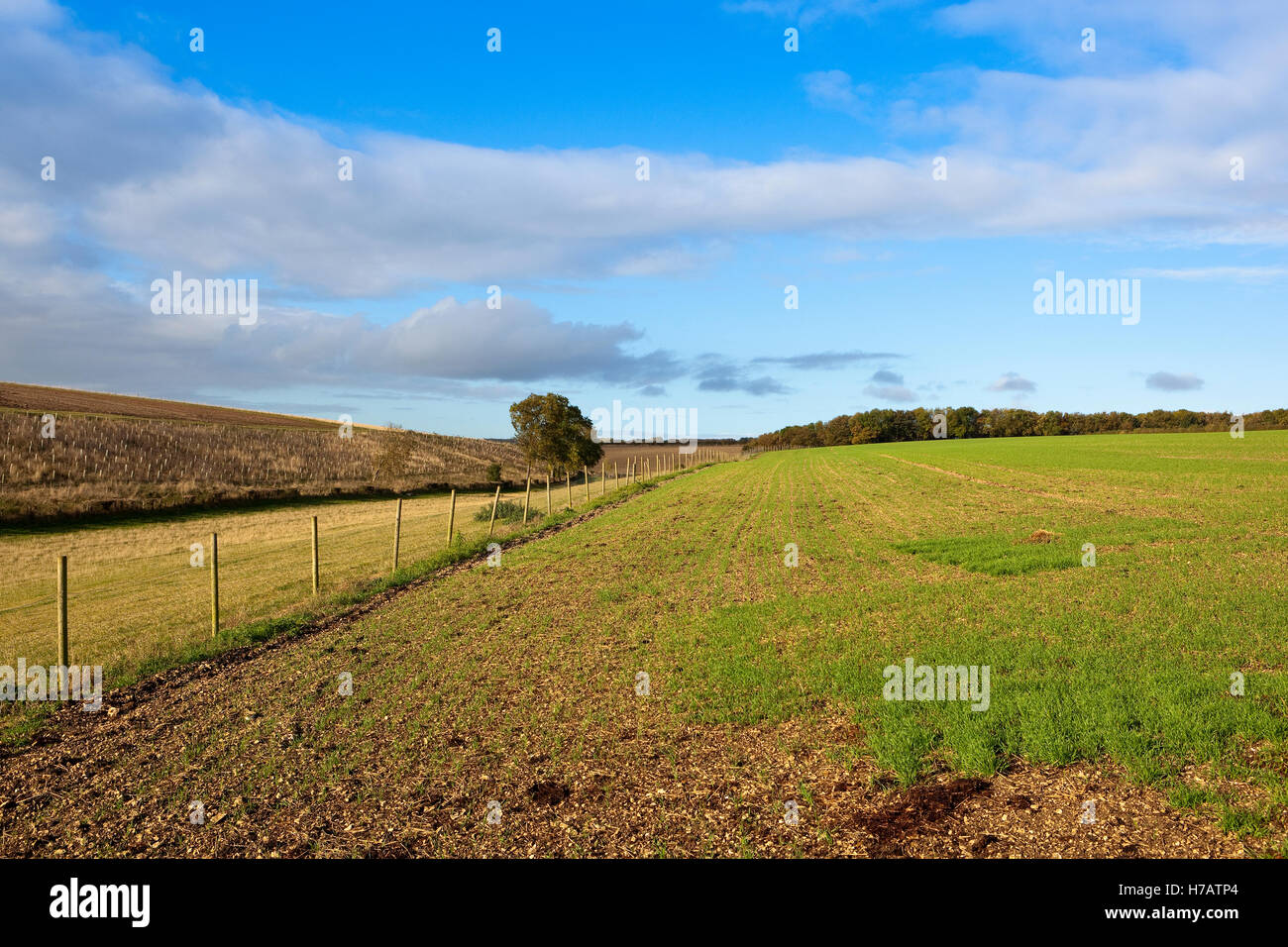 Autumn landscape with a fenced meadow between sapling trees and a field of seedling cereals on the scenic Yorkshire wolds. Stock Photo