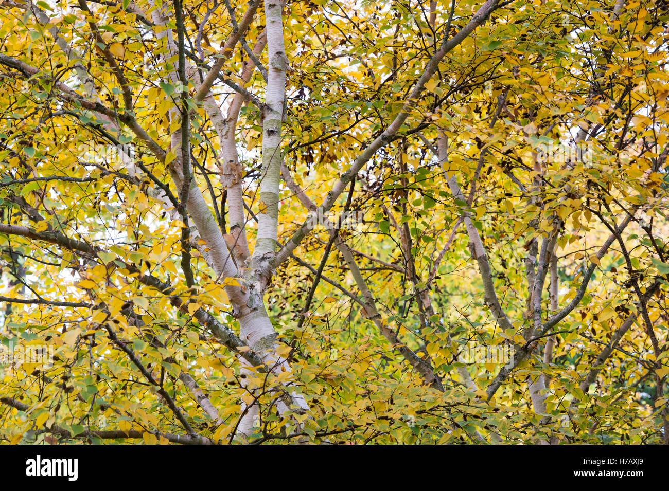 Betula ermanii grayswood hill. Ermans birch Grayswood Hill tree leaves in autumn changing colour Stock Photo