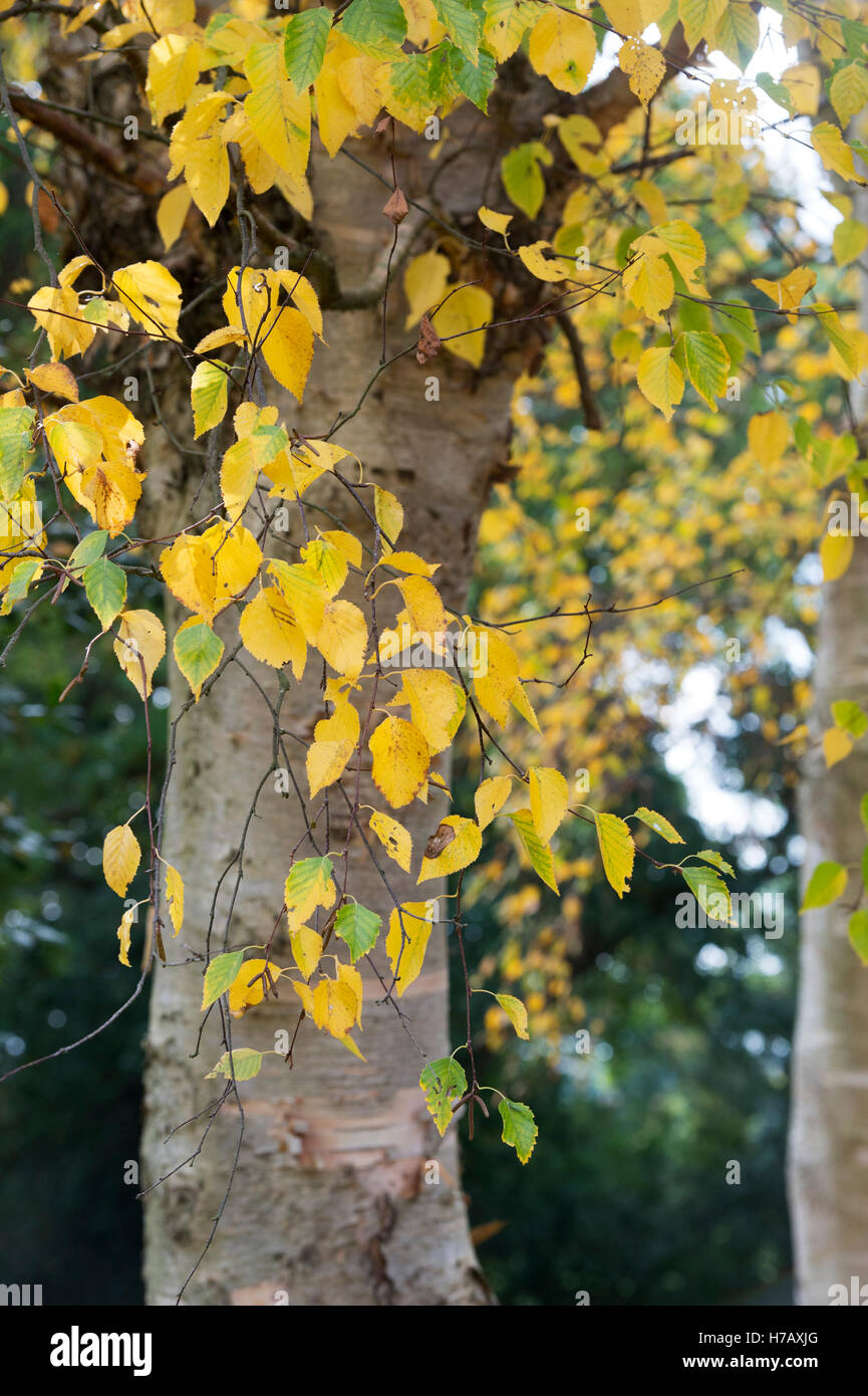 Betula ermanii grayswood hill. Ermans birch Grayswood Hill tree leaves in autumn changing colour Stock Photo