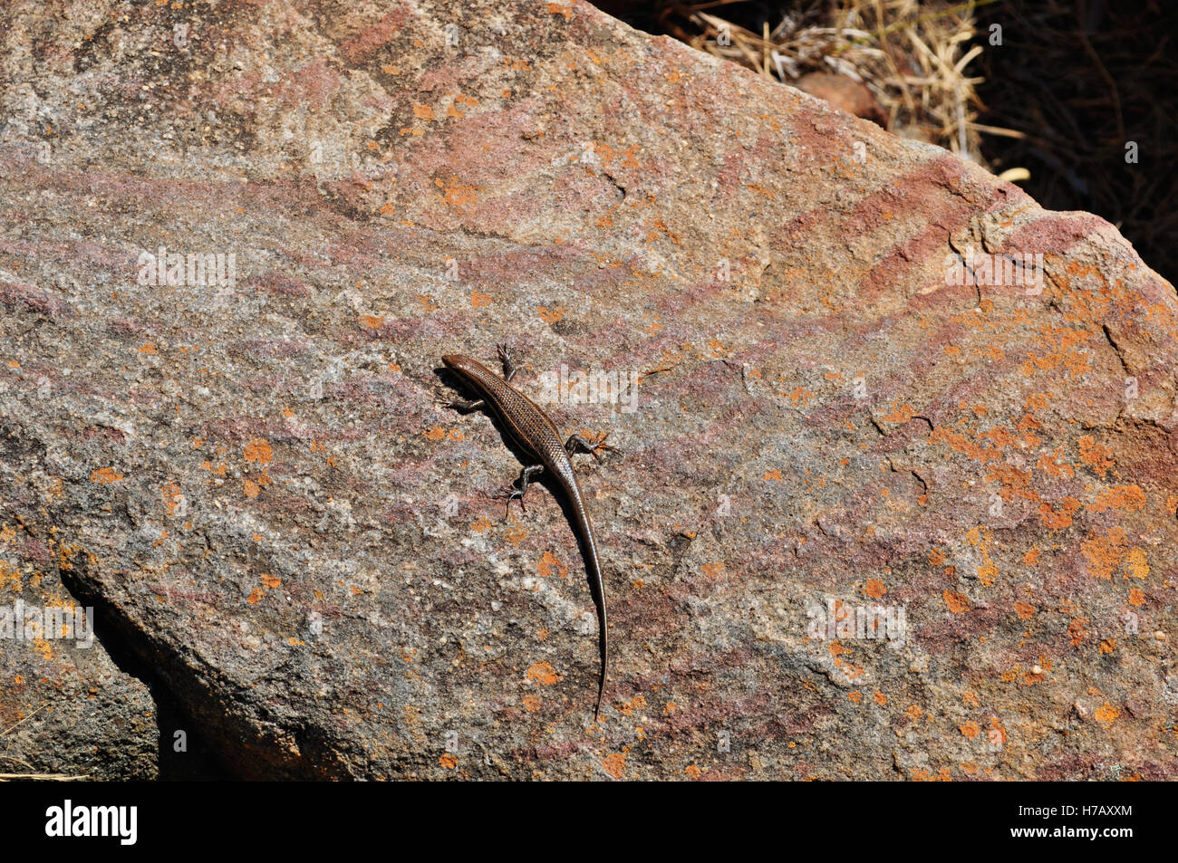 Nature and wildlife, rettil, cold-blooded animals: a brown lizard on a red rock Stock Photo