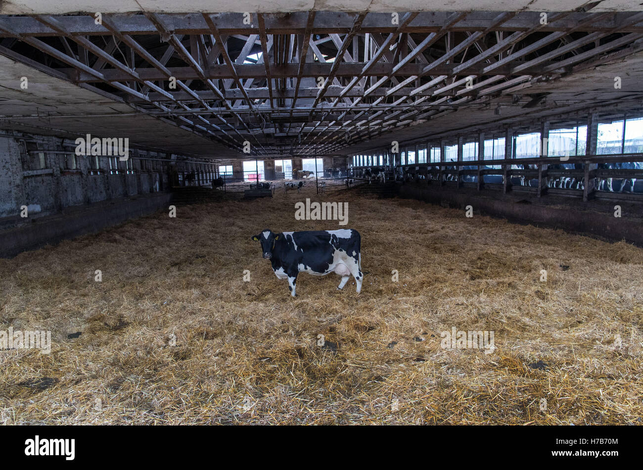 Eine der letzten Milchkühe steht am 25.10.2016 im weitläufigen Stall der Erzeugergemeinschaft Cramonshagen in Böken bei Schwerin (Mecklenburg-Vorpommern). Die Genossenschaft stellt nun die unrentable Milchviehhaltung ein, die letzten der einst 400 Kühe werden in den nächsten Tagen abtransportiert und danach die alten Ställe abgerissen. In der seit mehr als zwei Jahren anhaltenden Milchmarktkrise stellten in Deutschland laut Bundesagrarministerium rund 5.000 Betriebe die Milchproduktion ein. Foto: Jens Büttner/dpa (zu dpa «Auslaufmodell Kuhstall - Bauern geben Milchproduktion auf» vom 04.11.201 Stock Photo