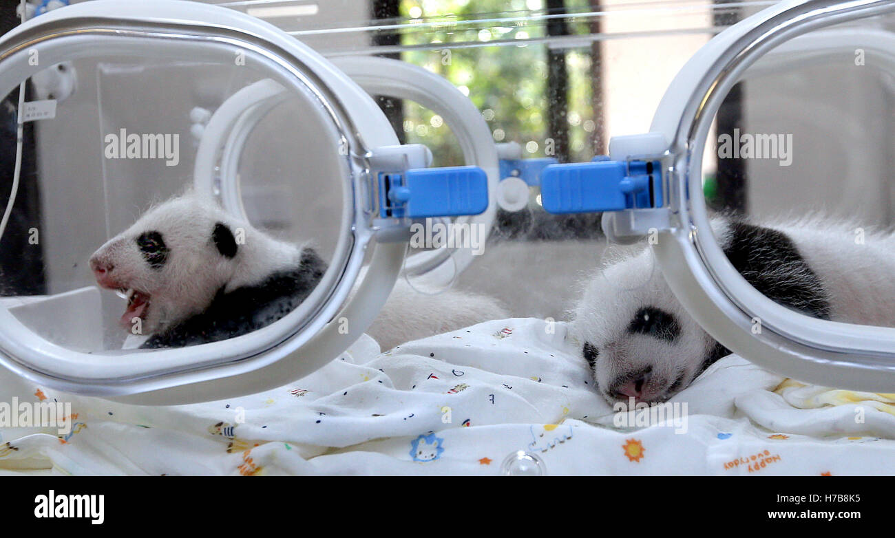 Shanghai, China. 4th Nov, 2016. A pair of giant panda cub twins rest in(01)