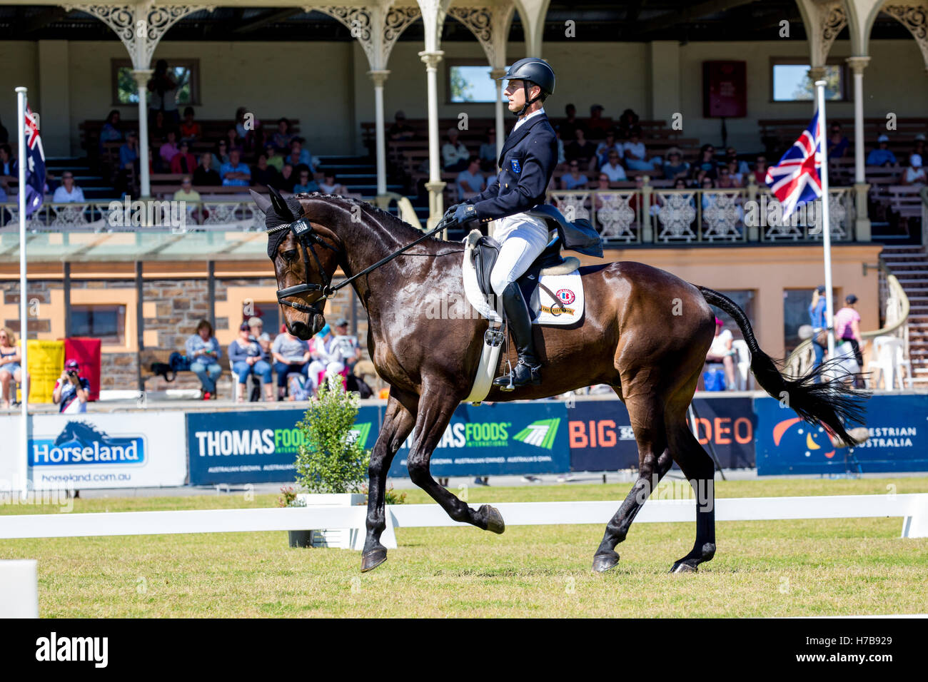 Rohan Luxmoore (AUS) riding Bells N Whistles in the dressage section of the Australian International Three Day Event. Stock Photo
