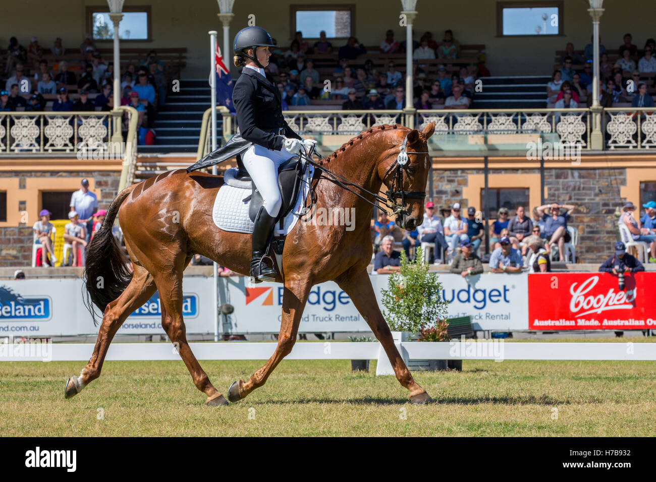 Hazel Shannon (AUS) riding Clifford in the dressage section of the Australian International Three Day Event. They finished second in the 4 star catagory. Stock Photo