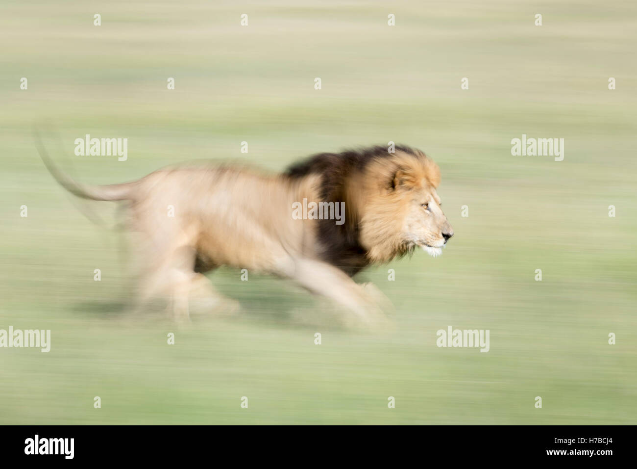 Male African Lion (Panthera leo) running with motion blur on savanna, Masai Mara National Reserve, Kenya, Africa Stock Photo