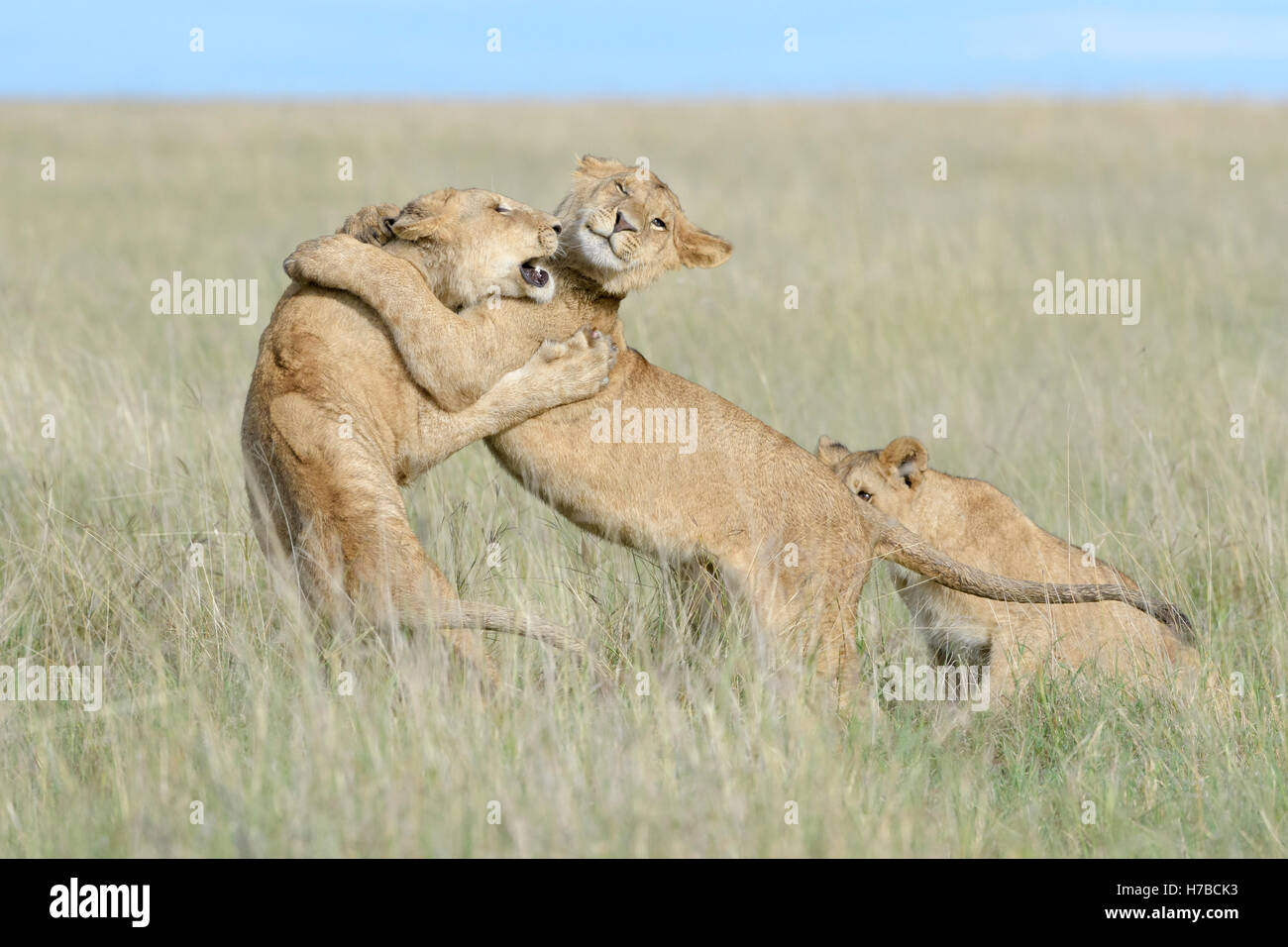 Young lions (Panthera leo) playing together, Maasai Mara national reserve, Kenya Stock Photo