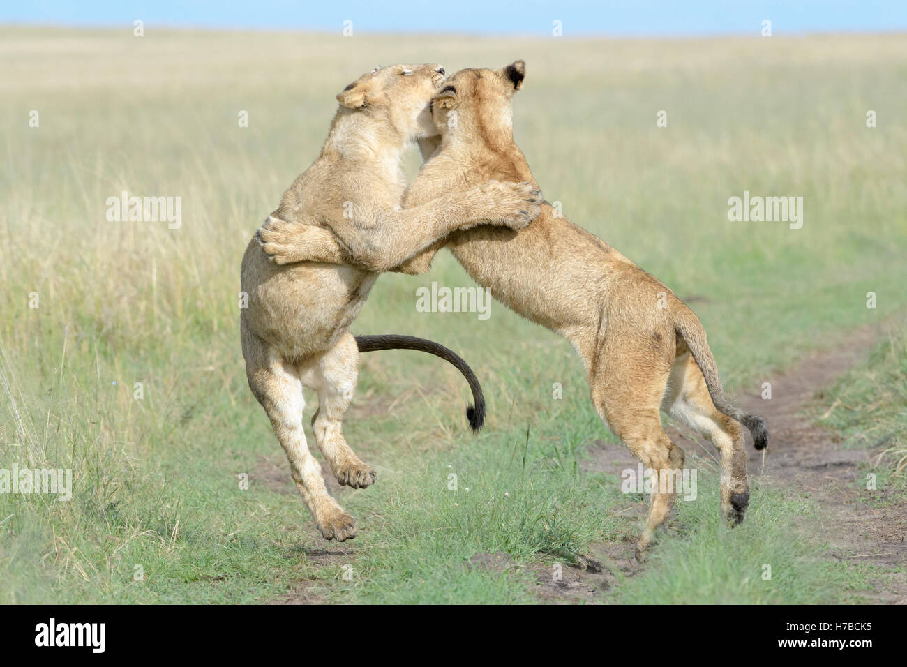 Young lions (Panthera leo) playing together, Maasai Mara national reserve, Kenya Stock Photo